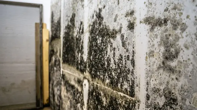 Black mold growing across a lower-level wall beside a wood stud
